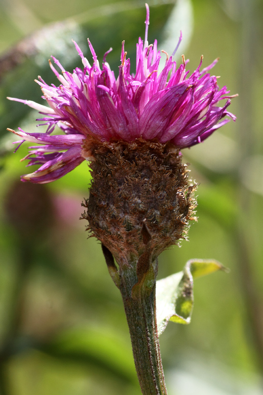 Centaurea nigrescens subsp. transalpina / Fiordaliso nerastro